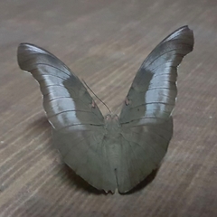 Adoliadini