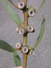 Eucalyptus rigens
