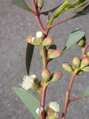 Eucalyptus rigens
