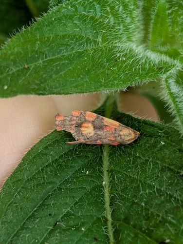 Cyme reticulata