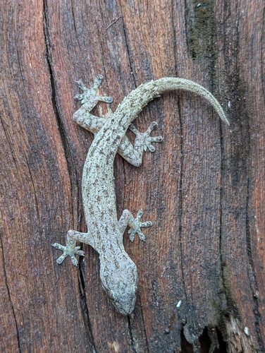 Asian House Gecko