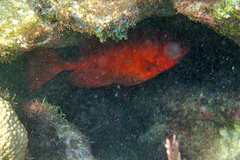 Heteropriacanthus cruentatus