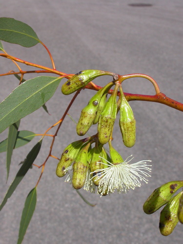 Fluted Horn Mallee (Eucalyptus stowardii)