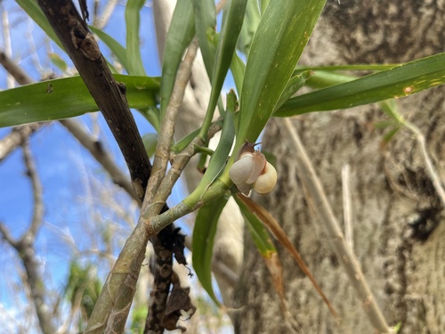 Partula lutaensis observed 2026-07-24