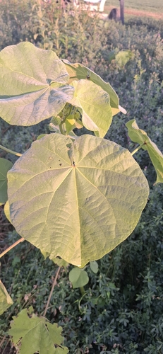 velvetleaf