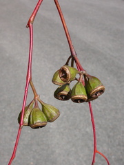 Eucalyptus stowardii
