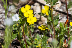 Camissoniopsis lewisii