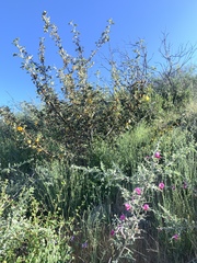 Fremontodendron mexicanum