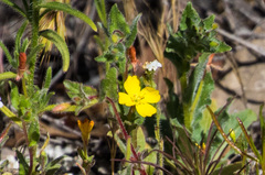 Camissoniopsis lewisii