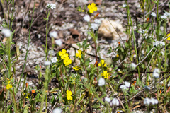 Camissoniopsis lewisii