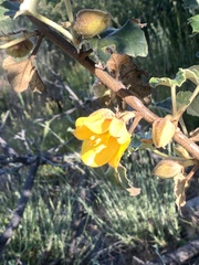 Fremontodendron mexicanum