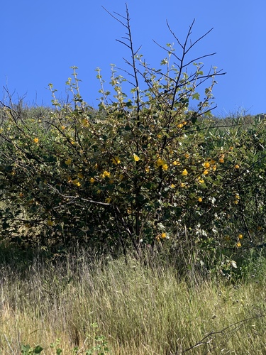 Fremontodendron mexicanum, photograph 6