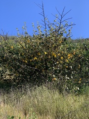 Fremontodendron mexicanum