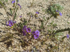 Phacelia fremontii