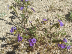Phacelia fremontii