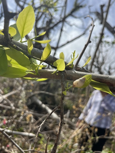 Partula lutaensis observed 2026-07-24