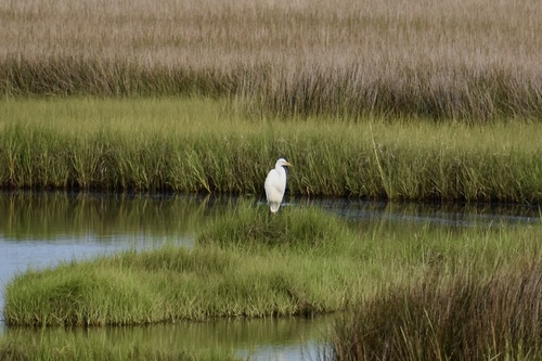 iNaturalist image