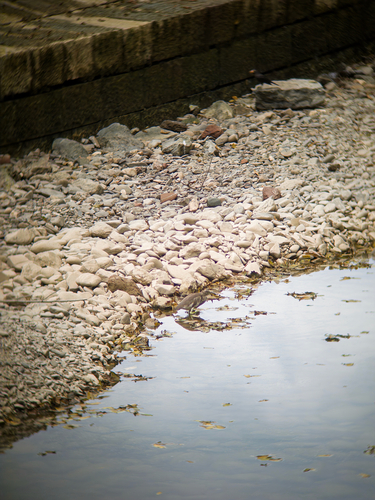Chinese Pond-Heron