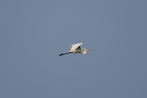 iNaturalist image