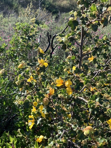Fremontodendron mexicanum, photograph 5