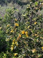 Fremontodendron mexicanum