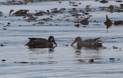 Spatula clypeata × cyanoptera