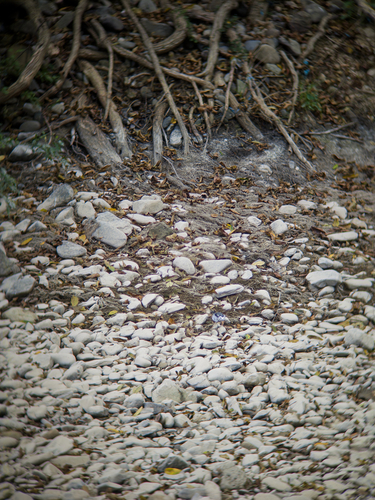 White Wagtail