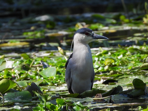 iNaturalist image