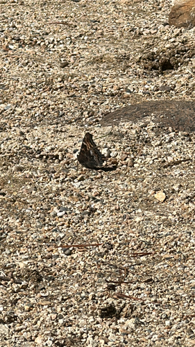iNaturalist observation photo of Ladies, Anglewings, and Allies
