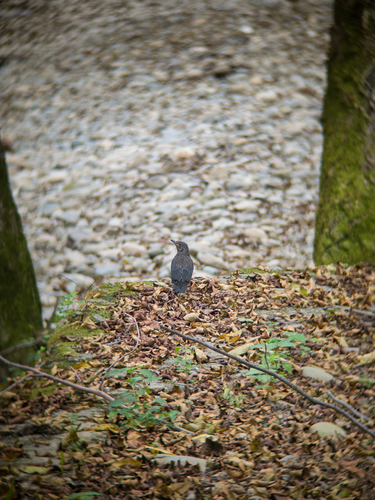 Chinese Blackbird