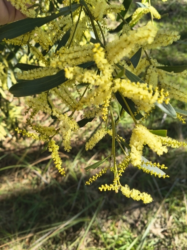 Longleaf Wattle