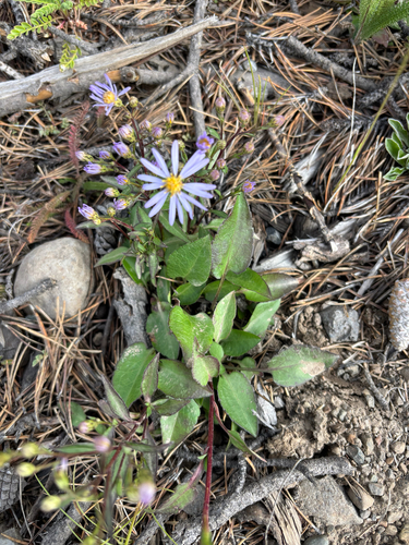 Lindley's Aster