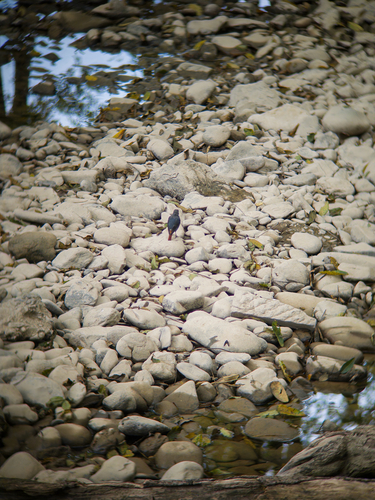 Plumbeous Water Redstart