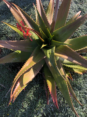 Aloe secundiflora
