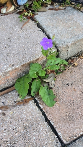 Ruellia ciliatiflora