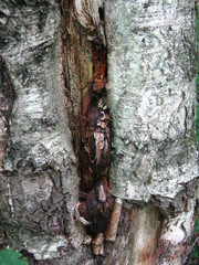 Inonotus obliquus sterilis