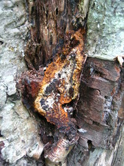 Inonotus obliquus sterilis