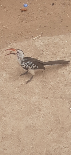 Northern Red-billed Hornbill