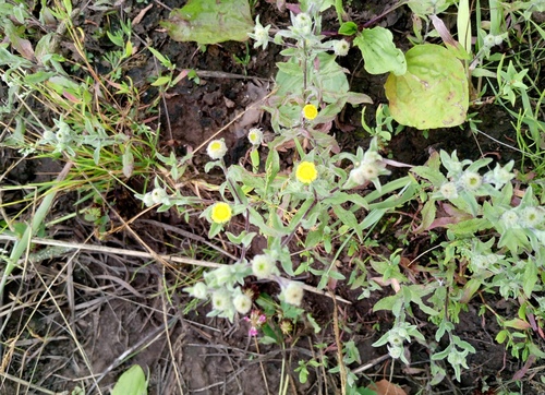 Pulicaria vulgaris, photograph 4
