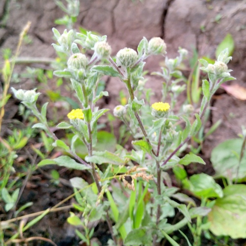 Pulicaria vulgaris, photograph 5