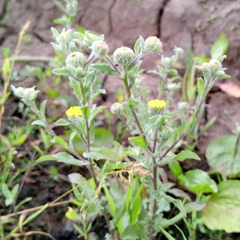 author not stated, no rights reserved Pulicaria vulgaris, photograph author not stated, no rights reserved