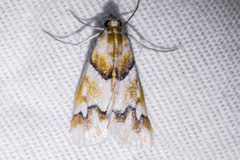 Pseudoschinia elautalis