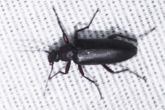 Eupsophulus castaneus