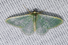 Chlorochlamys appellaria