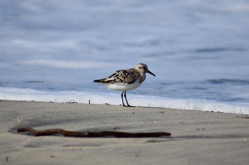 iNaturalist image