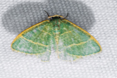 Chlorochlamys appellaria