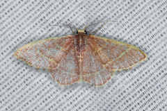 Chlorochlamys appellaria