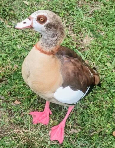 iNaturalist image
