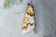 Pseudoschinia elautalis