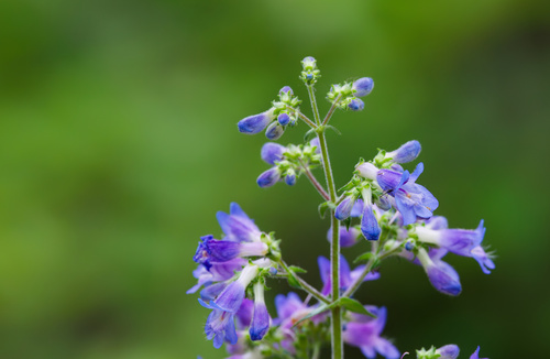 Penstemon wilcoxii, photograph 6